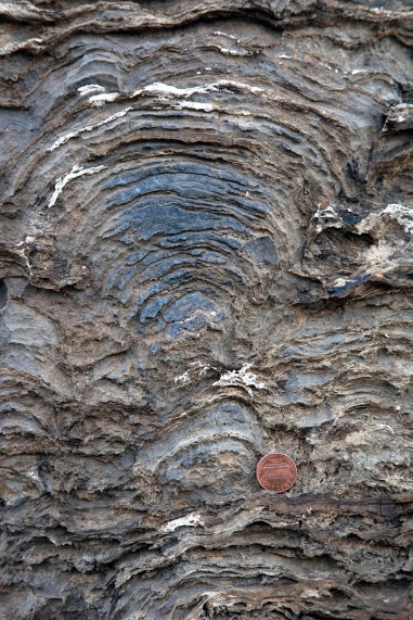 cross-sectional view of a stromatalite in the Proterozoic Helena Formation, Glacier NP.