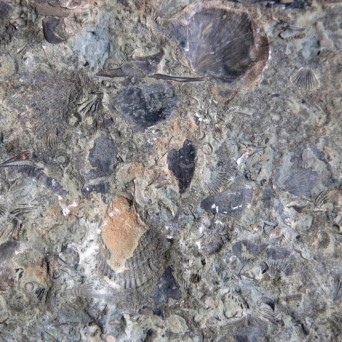 marine fossils in Ordovician limestone from northern Kentucky --you can see mostly brachipods (they look sort of like clam shells) and bryozoa (branching coral-like things) in this rock.